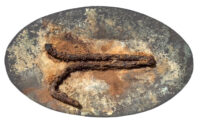 Photoroom_20260124_091807